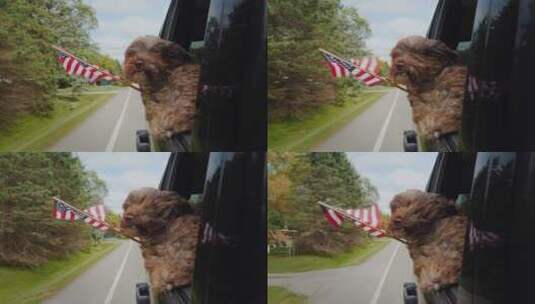 一只爪子插着美国国旗的有趣狗从车窗往外看高清在线视频素材下载