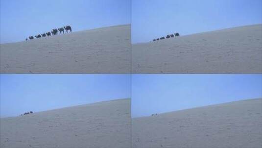宁夏 沙漠  骆驼队在沙漠天际线行走 远景高清在线视频素材下载