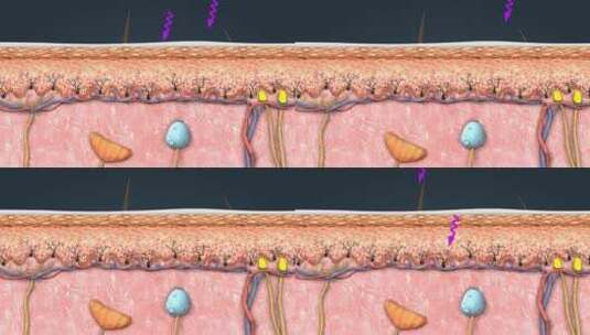 皮脂腺 汗腺 毛球 黑色素 皮肤剖面动画高清在线视频素材下载