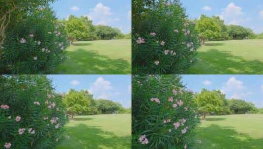 公园草地夹竹桃粉红色的鲜花高清在线视频素材下载