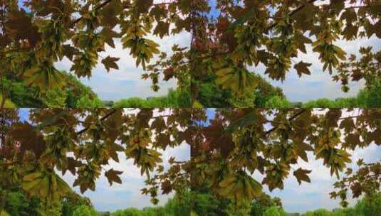 大自然秋天的森林树木 美丽的秋天高清在线视频素材下载