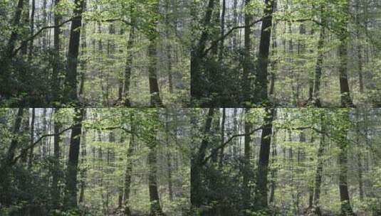 阳光照射下的森林景观高清在线视频素材下载
