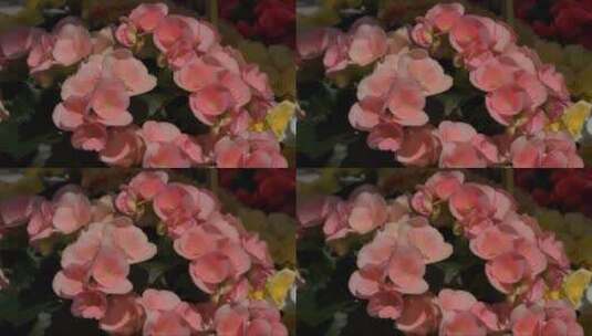 美丽的粉红色海棠花高清在线视频素材下载