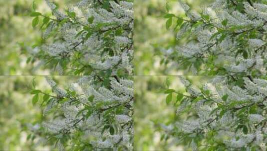 一种欧洲鸟樱桃树的白色花朵高清在线视频素材下载