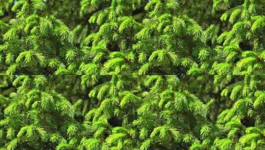 风中绿色的云杉高清在线视频素材下载