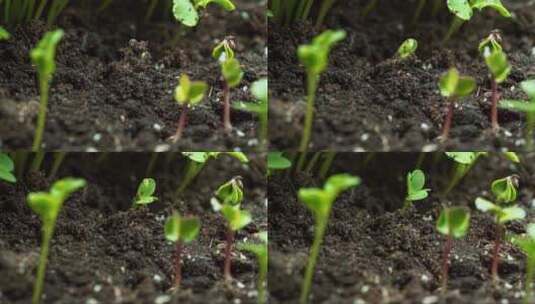植物的萌芽从土壤中钻出高清在线视频素材下载