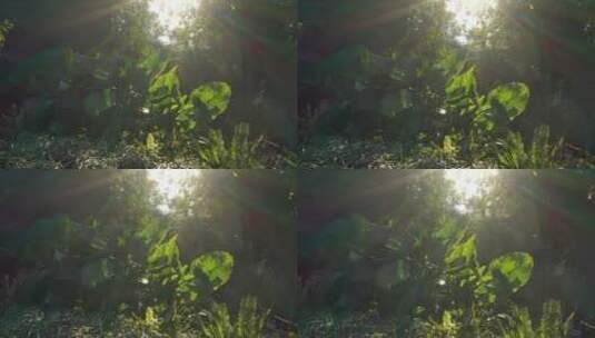 唯美森林树林仰拍阳光大自然高清在线视频素材下载