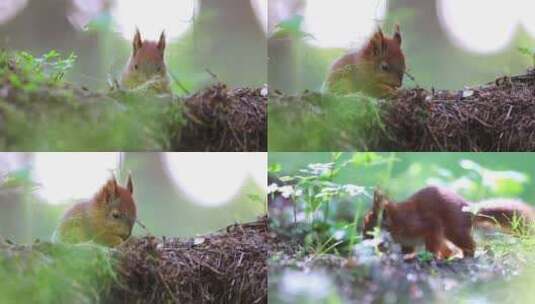 可爱松鼠森林中觅食唯美特写高清在线视频素材下载