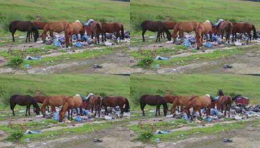 一群马在垃圾场吃食物垃圾高清在线视频素材下载