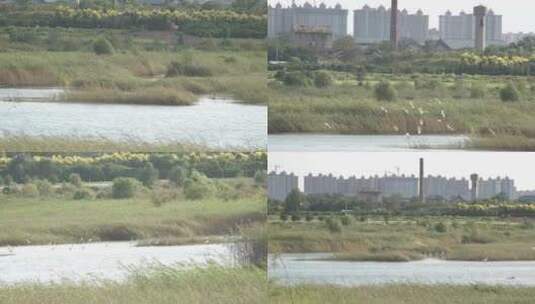 湿地湖泊野生保护鸟类白鹭高清在线视频素材下载