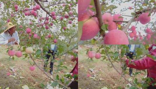 洛川苹果产地高清在线视频素材下载