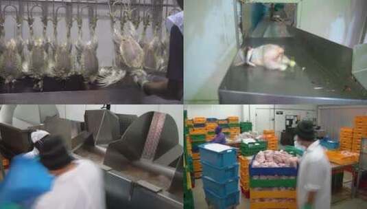 鸡肉养殖加工实拍素材高清在线视频素材下载