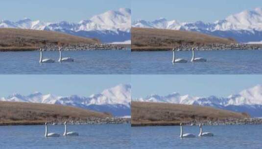 雪山下的天鹅高清在线视频素材下载