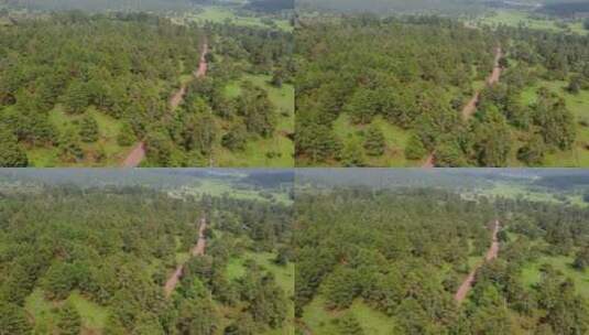 穿过森林的土路高清在线视频素材下载