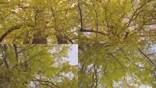 腾冲银杏村的银杏树黄了高清在线视频素材下载