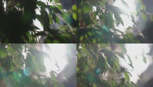树叶阳光阳光透过树叶空镜头高清在线视频素材下载