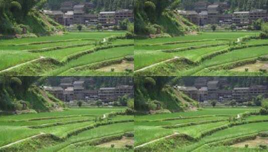 4k  三江侗族程阳八寨风雨桥和水稻田灌溉高清在线视频素材下载
