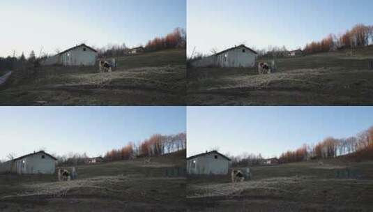 木屋村的牛高清在线视频素材下载