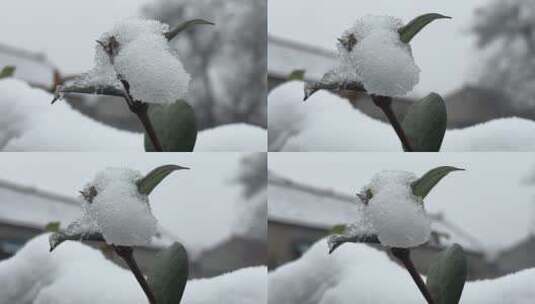 冬天的白雪视频高清在线视频素材下载