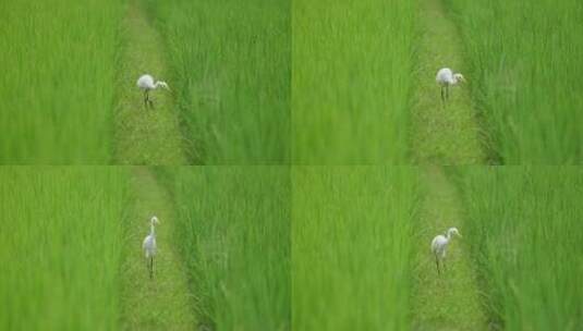 夏天绿色田埂上的白鹭高清在线视频素材下载
