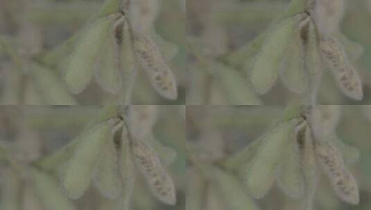 大豆成熟黄豆豆荚LOG视频素材高清在线视频素材下载