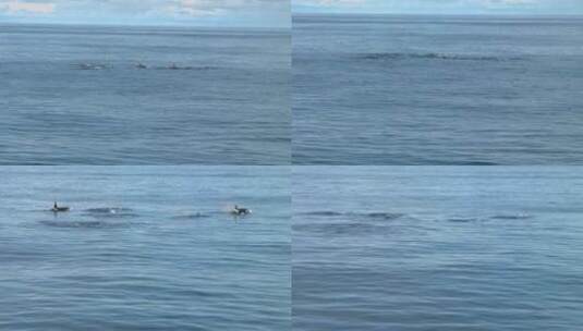 鲸鱼从水下浮出水面航拍高清在线视频素材下载