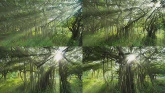 光线阳光穿过森林树林树荫丁达尔效应高清在线视频素材下载