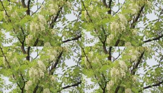 槐树花实拍高清在线视频素材下载