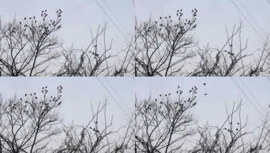 树枝上的一群小鸟飞走了几只高清在线视频素材下载