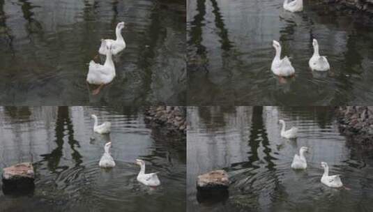 王羲之故居洗砚池中的白鹅在水里游来游去高清在线视频素材下载