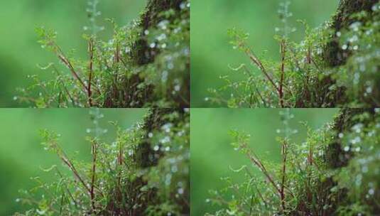 春雨植物雨珠空镜高清在线视频素材下载