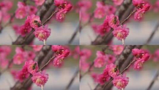 春天里，蜜蜂在杏梅花朵上采蜜高清在线视频素材下载