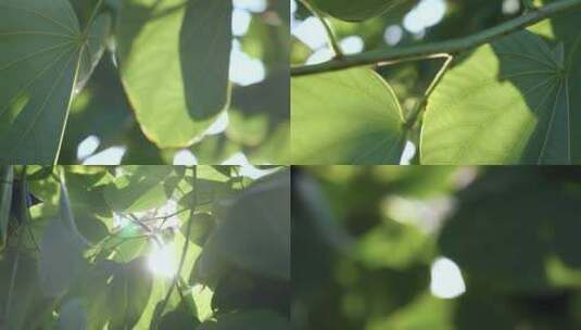 阳光透过树叶唯美空镜视频素材高清在线视频素材下载