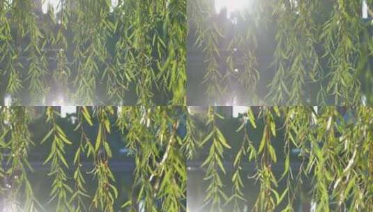 盛开的柳树枝芽春意绿色高清在线视频素材下载