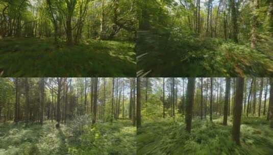 无人机穿越原始森林航拍树林高清在线视频素材下载