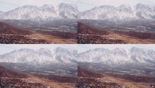 青海 青藏高原 冬天 牧场 羊群 山坡 绵羊高清在线视频素材下载