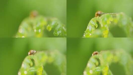 瓢虫 雨过天晴 阳光 蕨叶 4高清在线视频素材下载