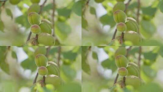 青杏 杏树 夏天 逆光 果树高清在线视频素材下载
