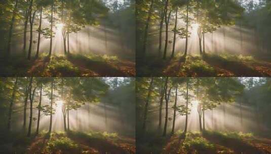 清晨森林树林植物 森林日出高清在线视频素材下载