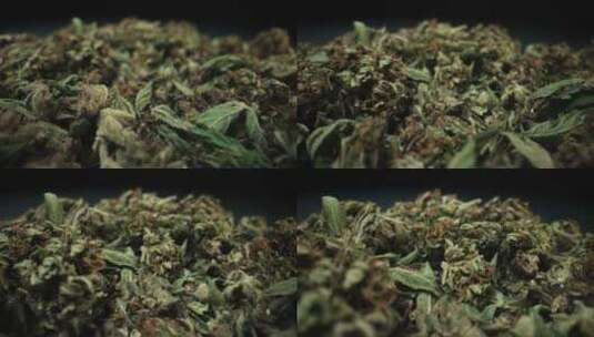 大麻芽在宏观法律医疗大麻吸烟杂草活动Ga高清在线视频素材下载