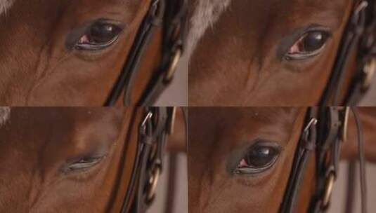 马的眼睛特写高清在线视频素材下载