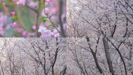 植物园公园春天花朵樱花盛开植物风景视频素高清在线视频素材下载