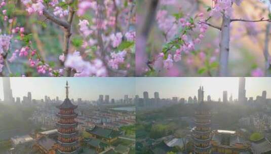 南京玄武区玄武湖景区古鸡鸣寺游客观赏樱花高清在线视频素材下载