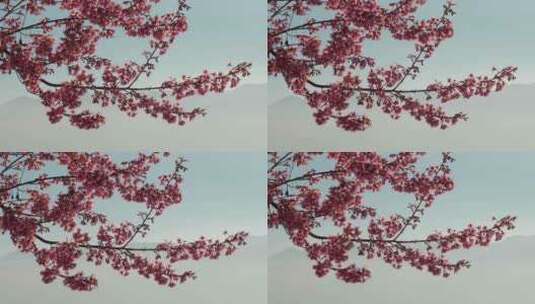 樱花树樱花盛开高清在线视频素材下载