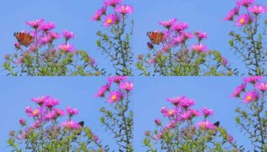 荷兰菊上蝴蝶和蜜蜂高清在线视频素材下载