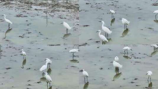 湖岸池塘鸟类鸟群白鹭群觅食高清在线视频素材下载