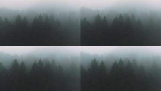 清晨森林迷雾自然高清在线视频素材下载