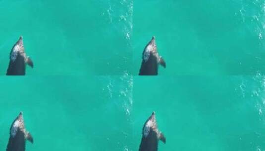 水里的海豚高清在线视频素材下载