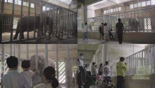 大象 动物园高清在线视频素材下载