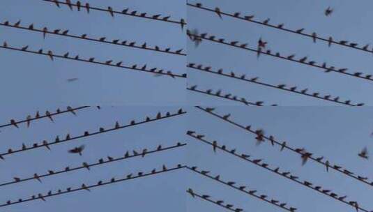 傍晚电线上成群的燕子飞来飞去飞鸟群鸟飞翔高清在线视频素材下载